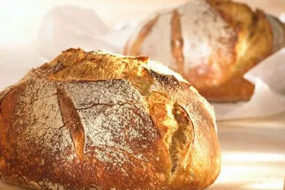 Masa Madre O-Tentic Durum